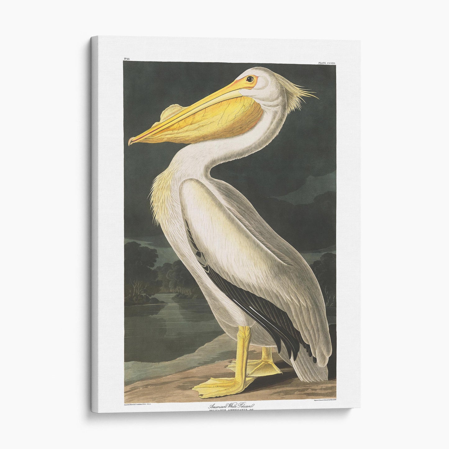 American White Pelican - John James Audubon, Birds of America