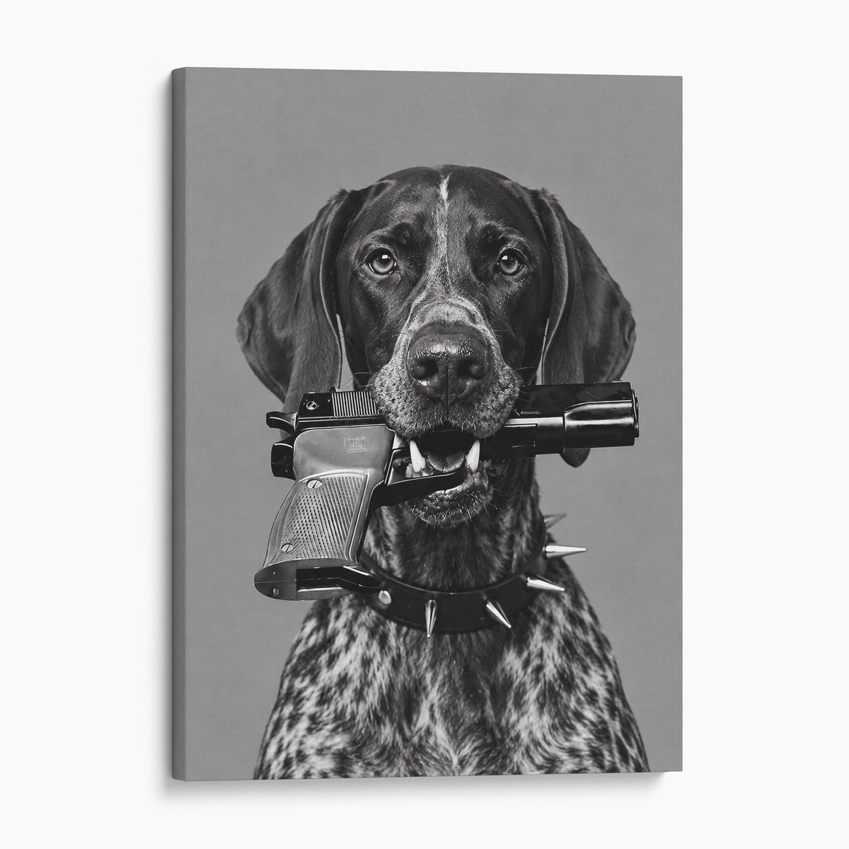 German Shorthaired Pointer Gun In Mouth