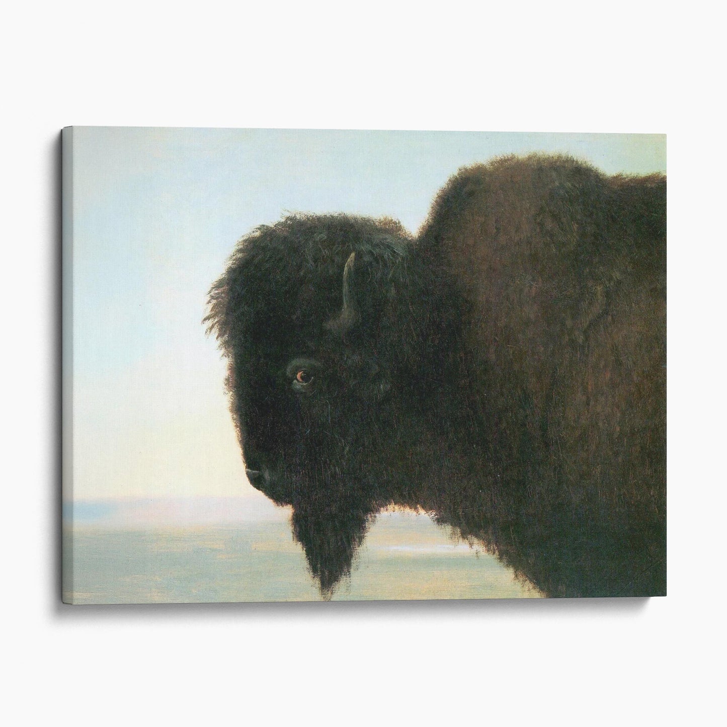 Buffalo Head by Albert Bierstadt