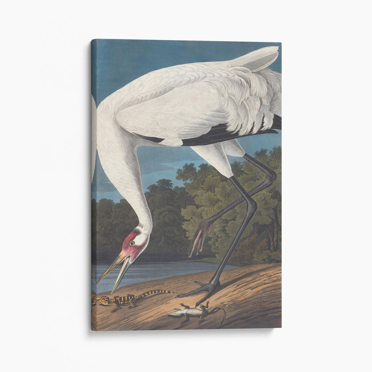 Hooping Crane - John James Audubon, Birds of America