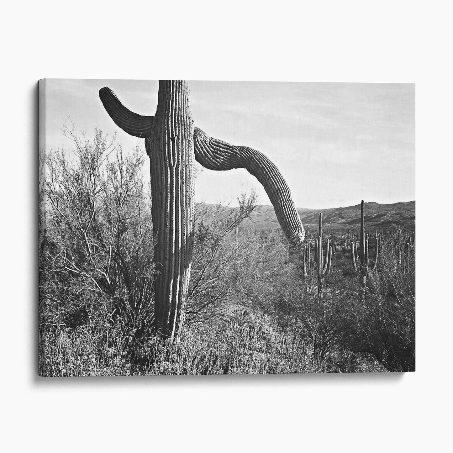 Cactus in Saguaro National Monument, Ansel Adams