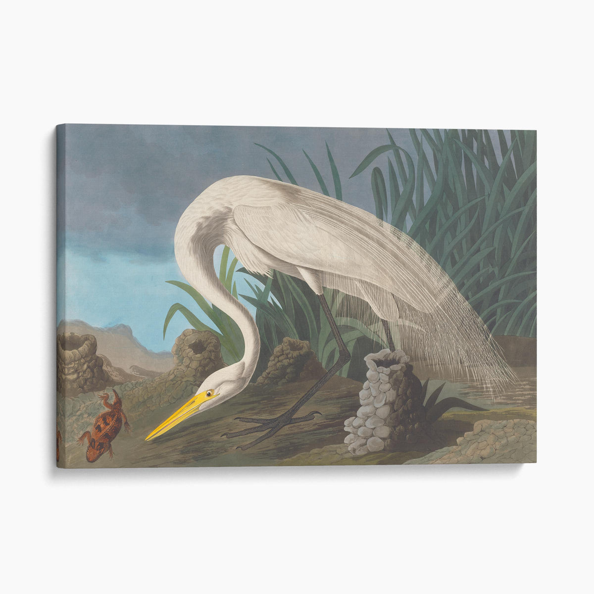 White Heron - John James Audubon, Birds of America
