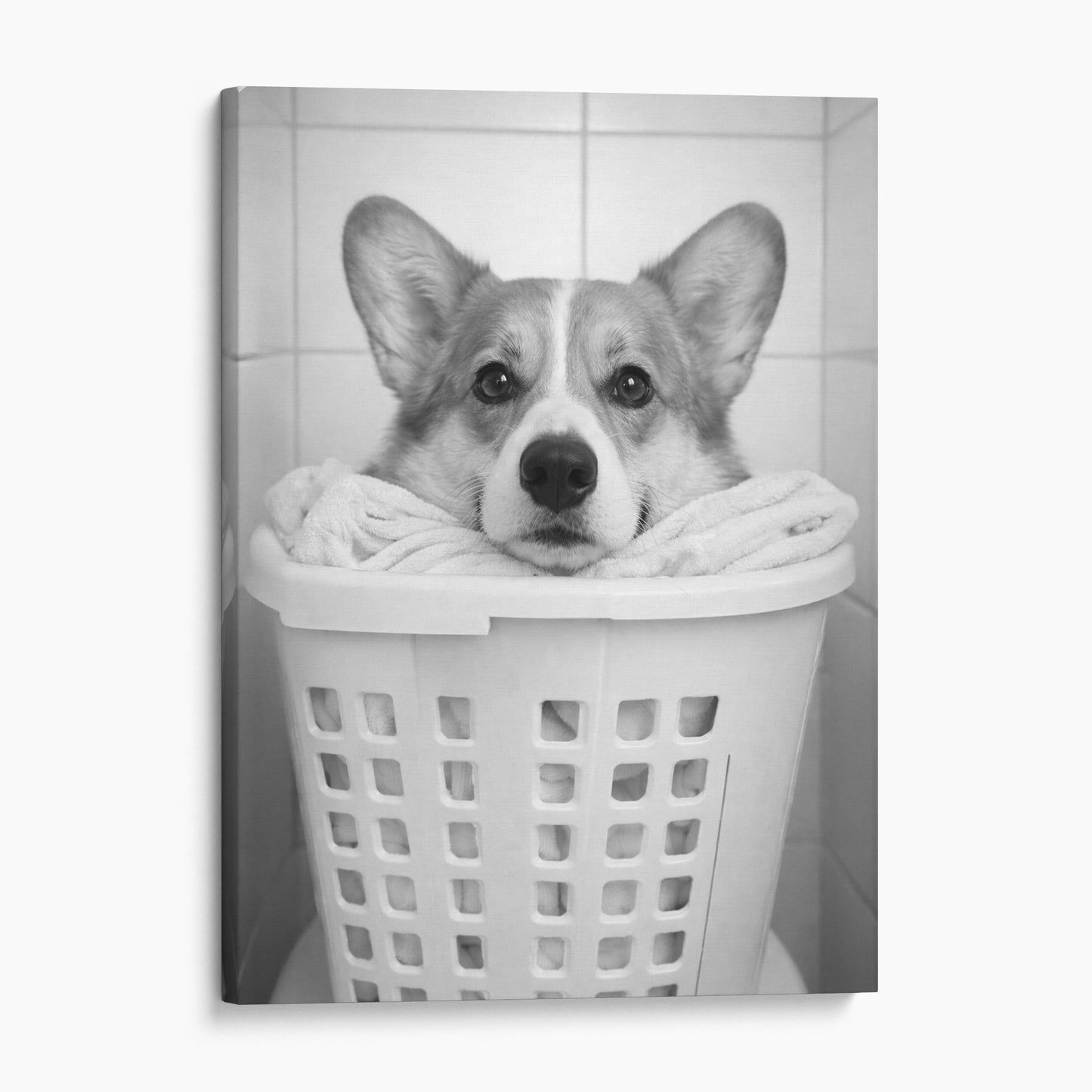 Corgi Dog Laundry
