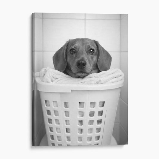 Dachshund Dog Laundry