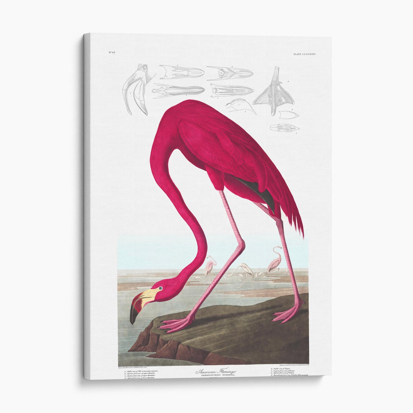 American Flamingo - John James Audubon, Birds of America