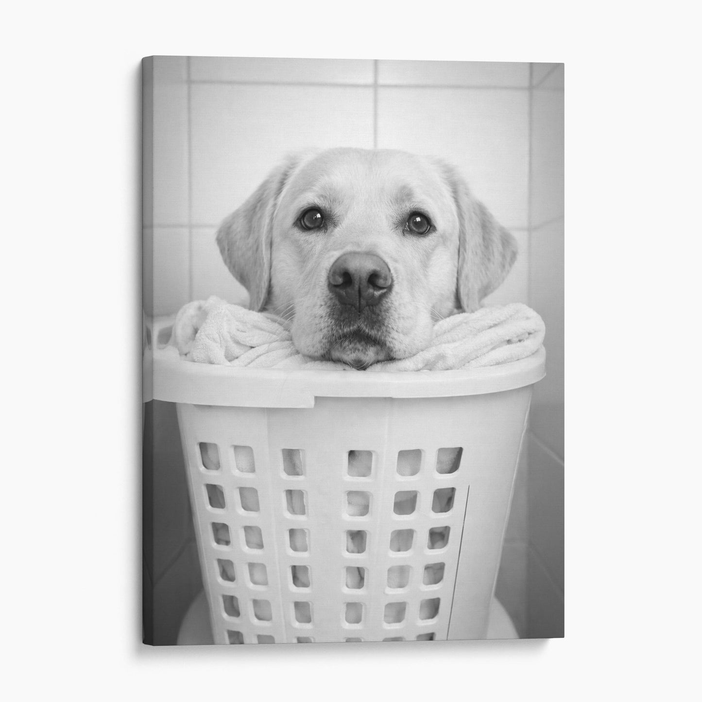 Yellow Labrador Retriever Dog Laundry