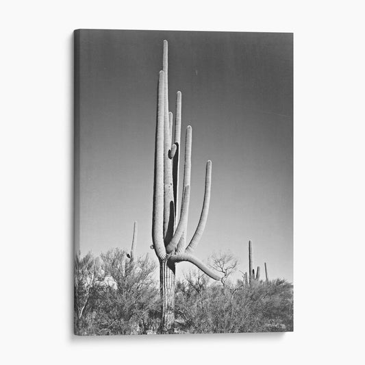 Cactus in Saguaro National Monument, Arizona Ansel Adams