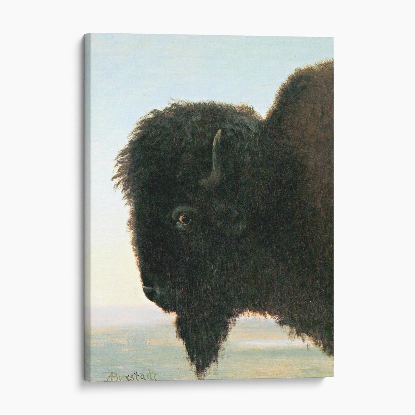 Buffalo Head Albert Bierstadt