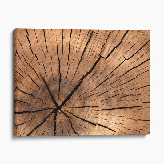Tree Stump Rings
