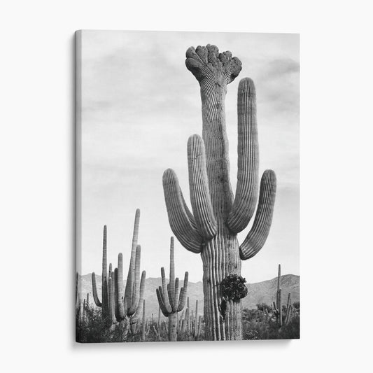 Cactus in Saguaro National Monument, Ansel Adams