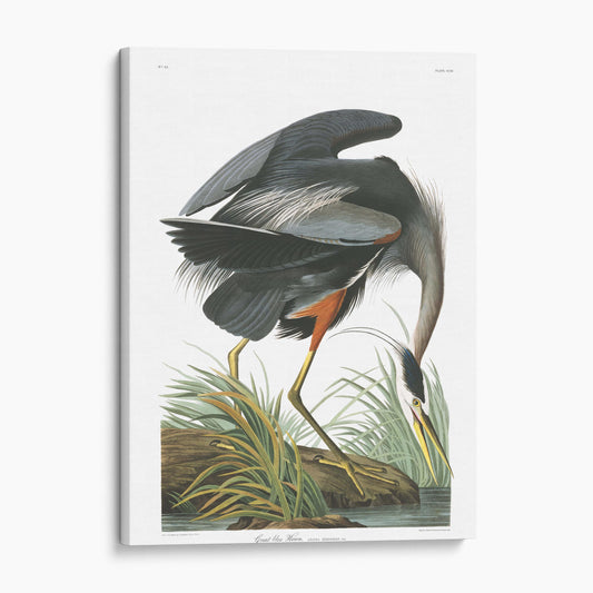 Great Blue Heron - John James Audubon, Birds of America