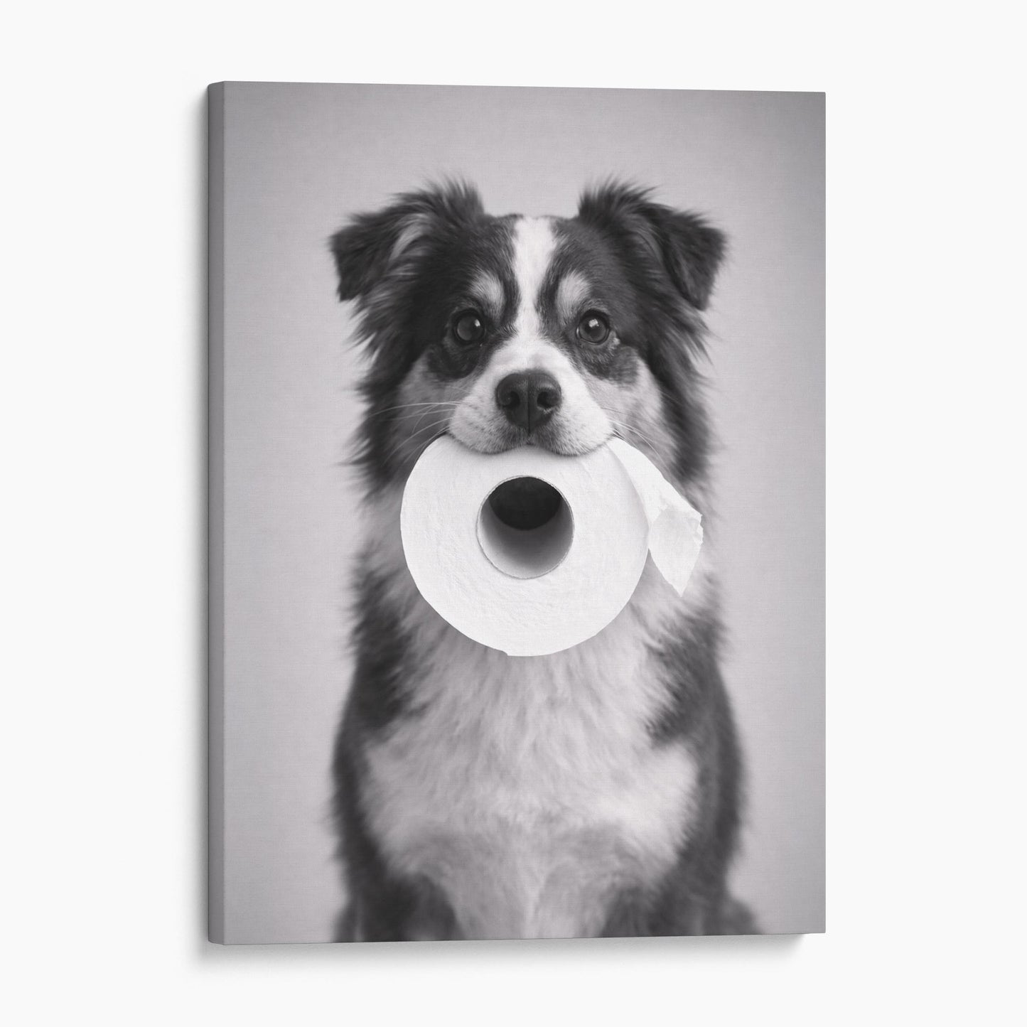 Miniature American Shepherd Dog Toilet Paper