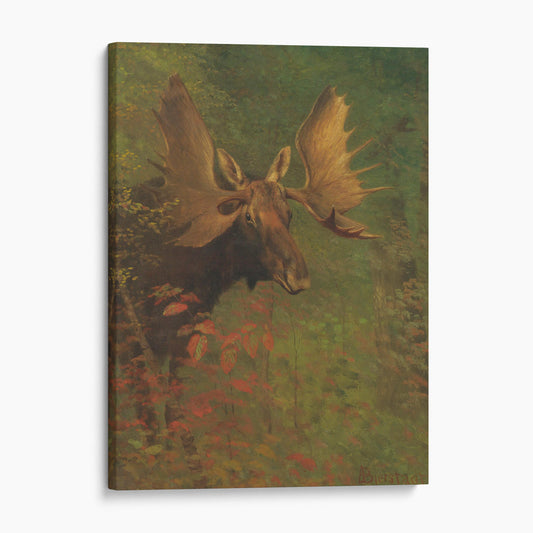 Study Of A Moose by Albert Bierstadt