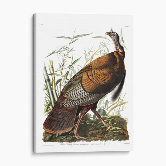 Wild Turkey by Audubon, Birds of America