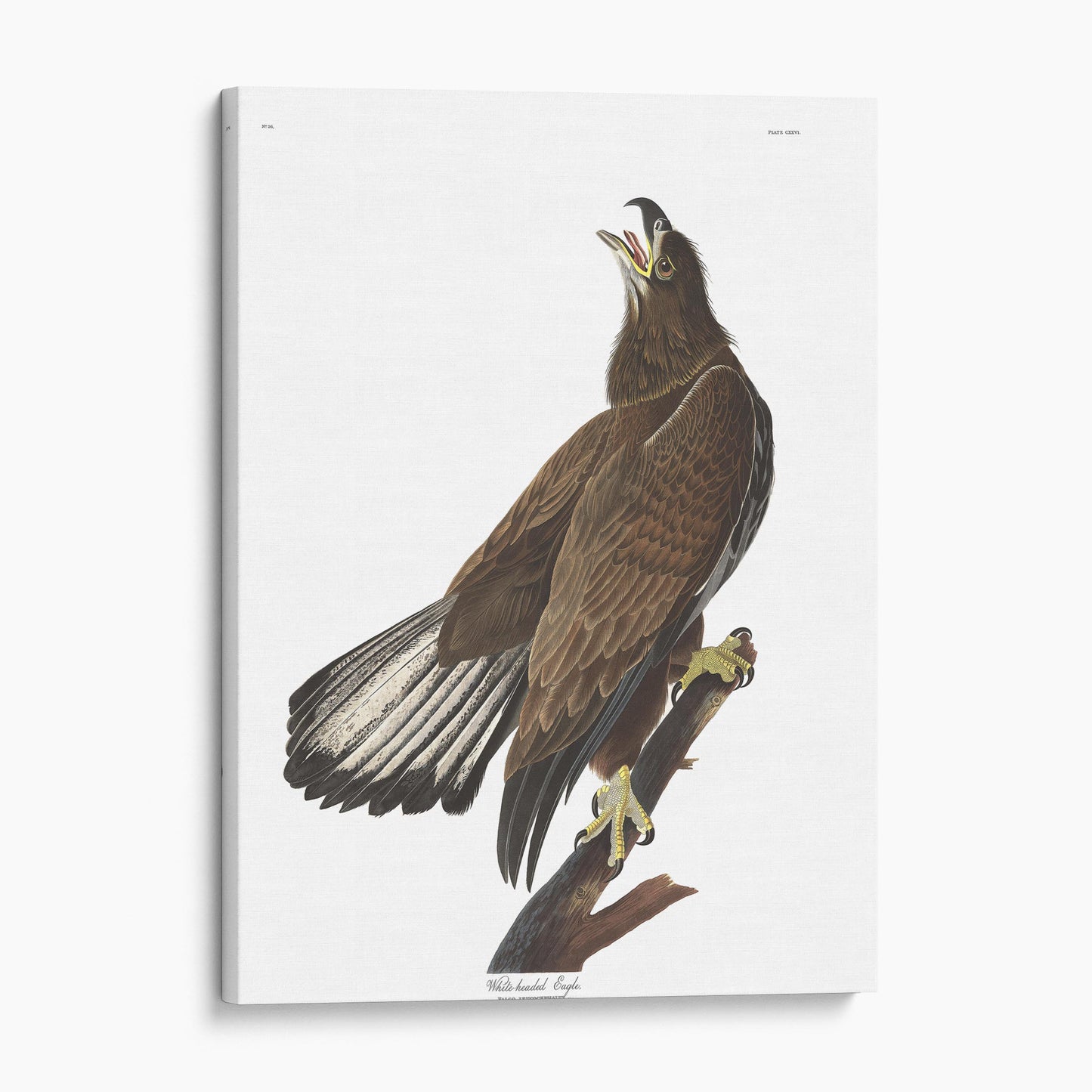 White Headed Eagle - Birds of America