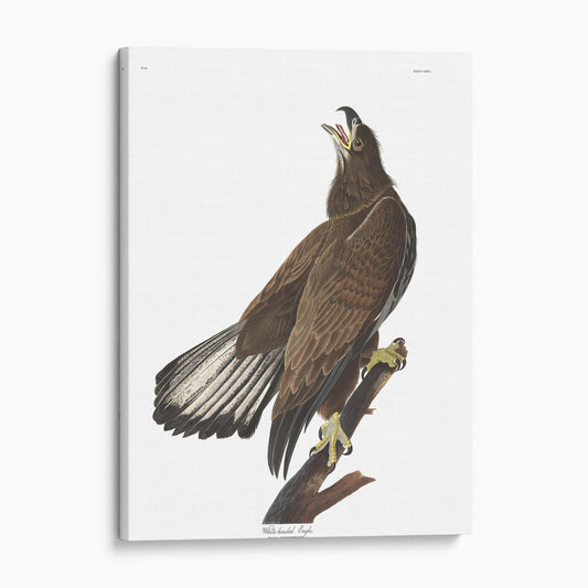 White Headed Eagle - Birds of America