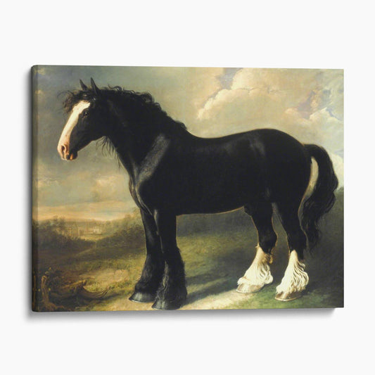 Old English Black Horse by William Shiels