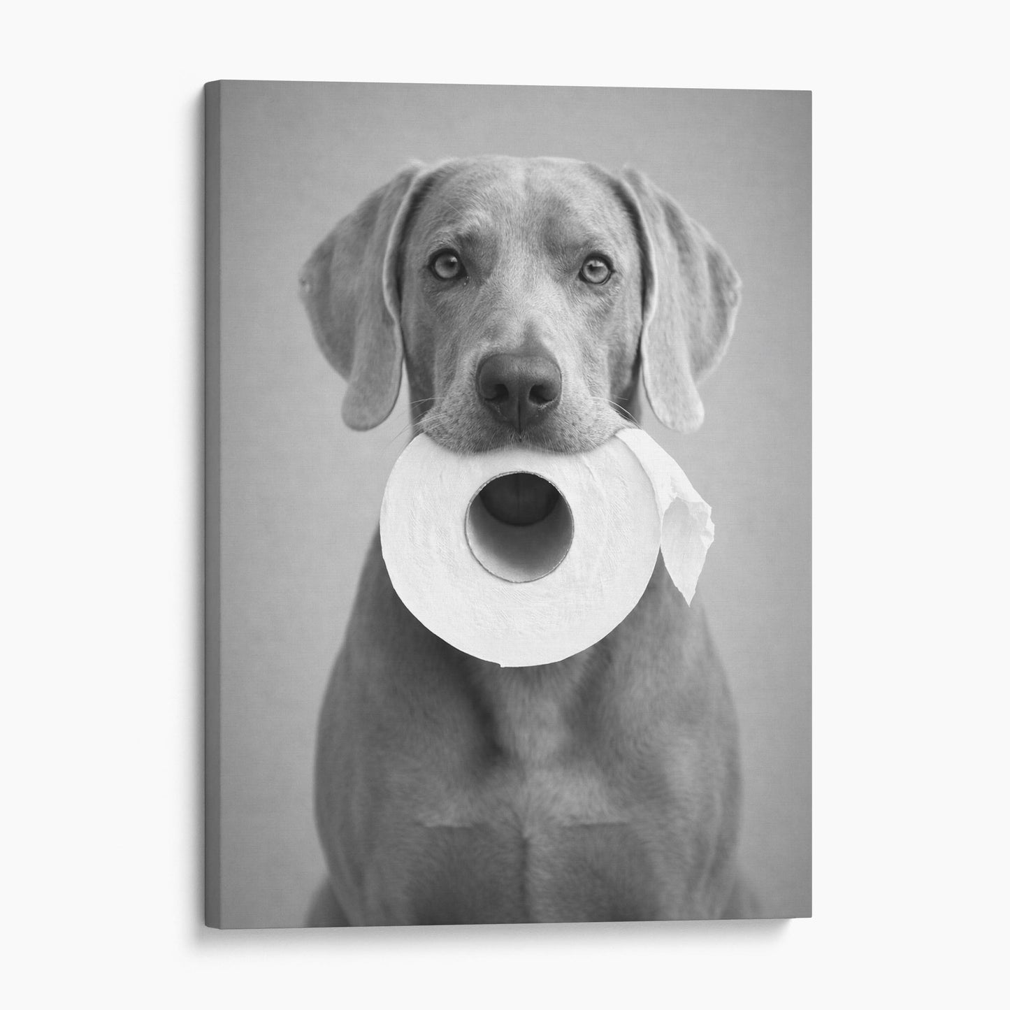 Weimaraner Dog Toilet Paper