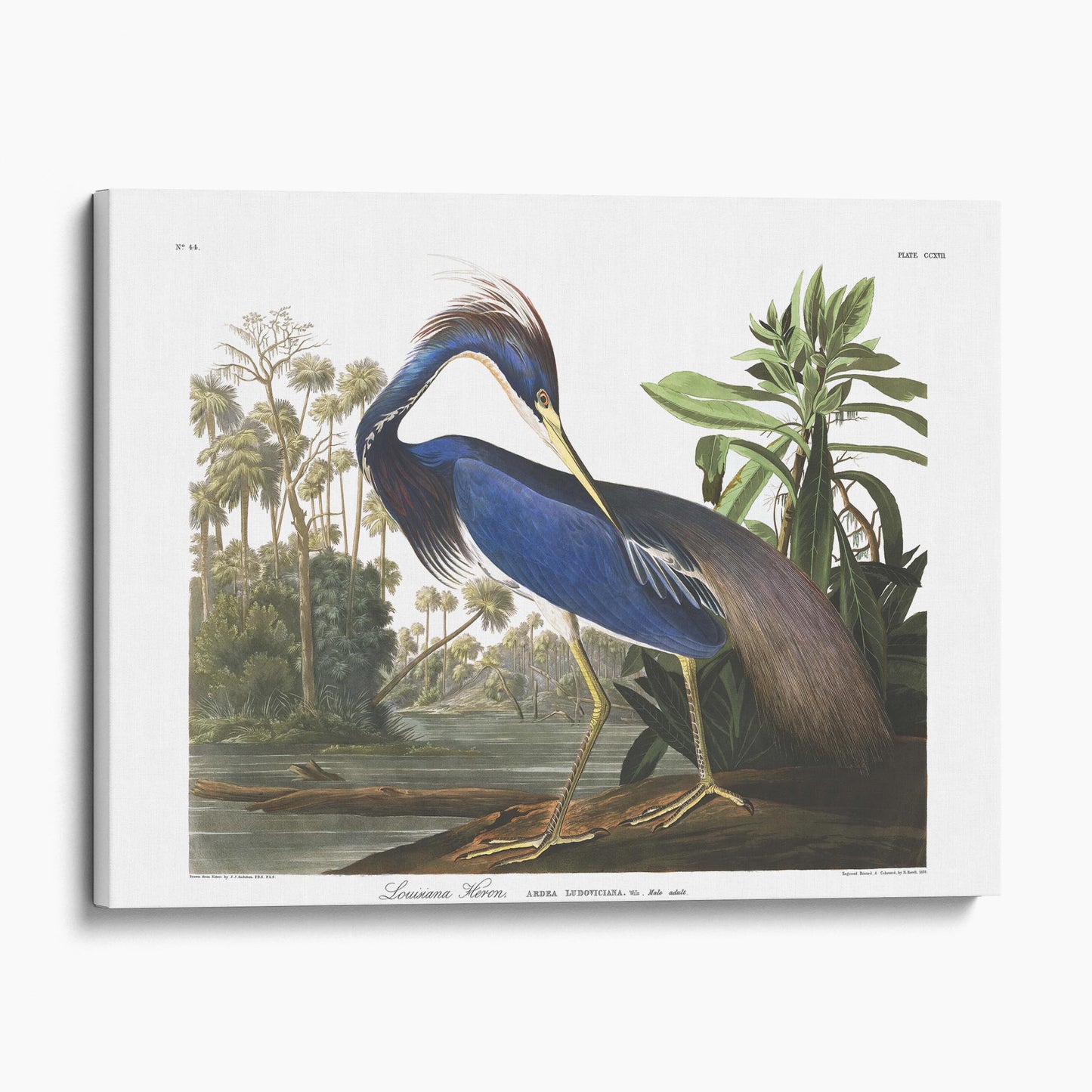 Louisiana Heron, Birds of America