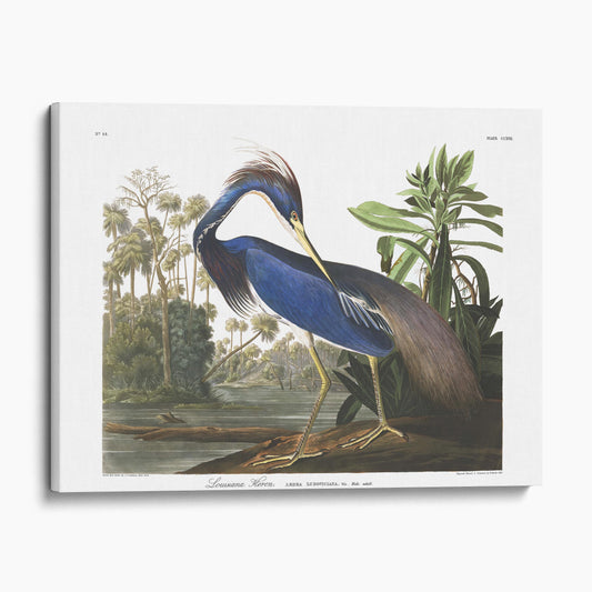 Louisiana Heron, Birds of America