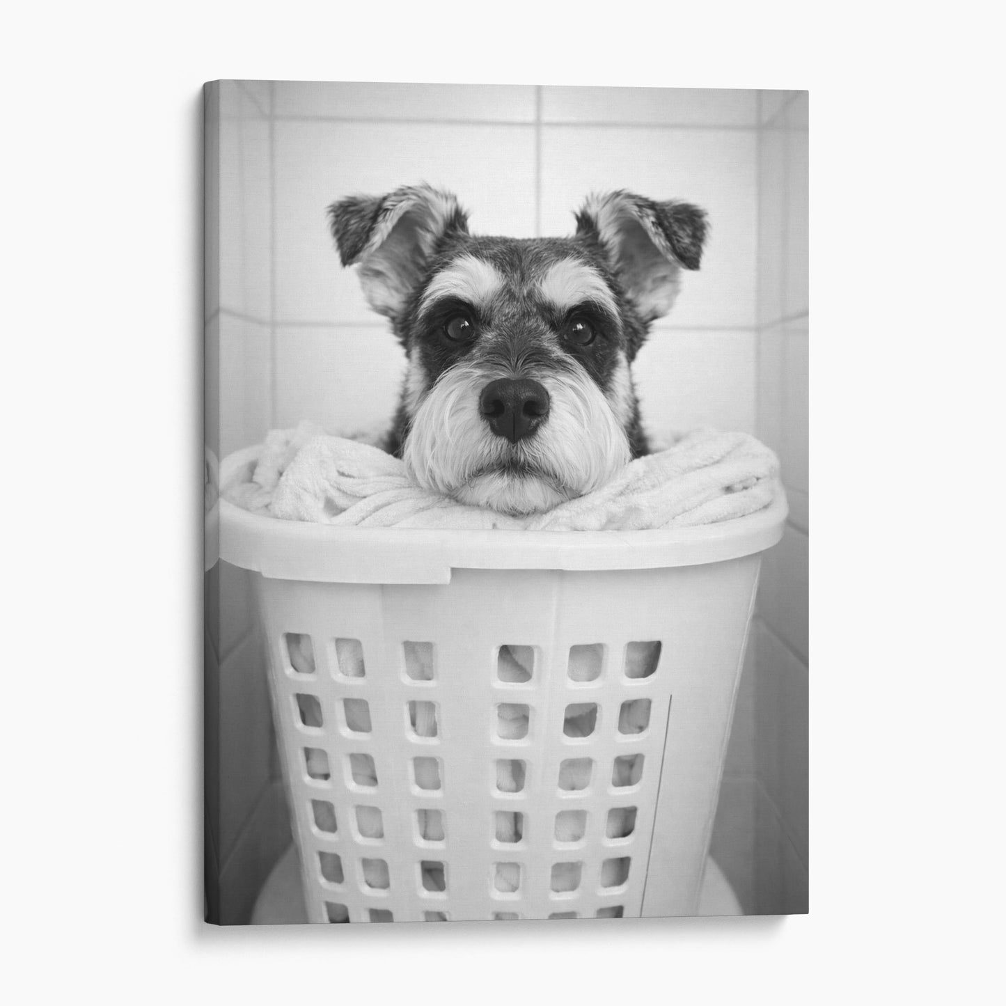 Miniature Schnauzer Dog Laundry
