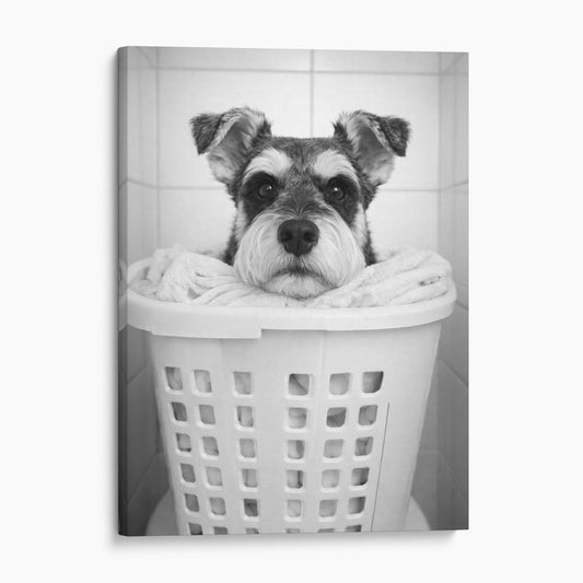 Miniature Schnauzer Dog Laundry