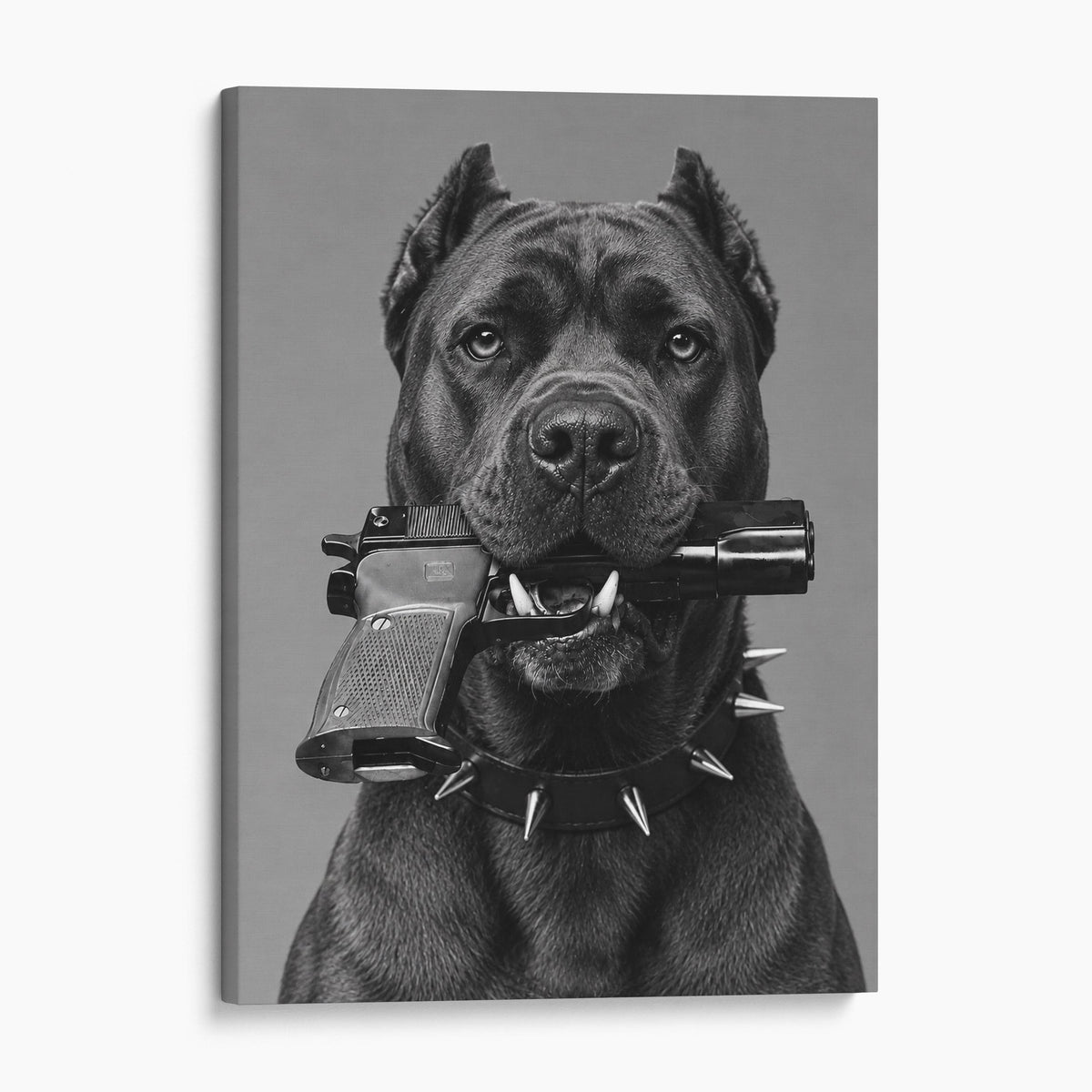 Cane Corso Gun In Mouth