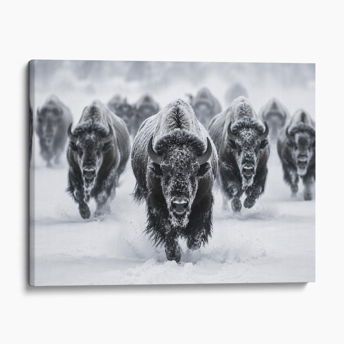 Yellowstone Bison