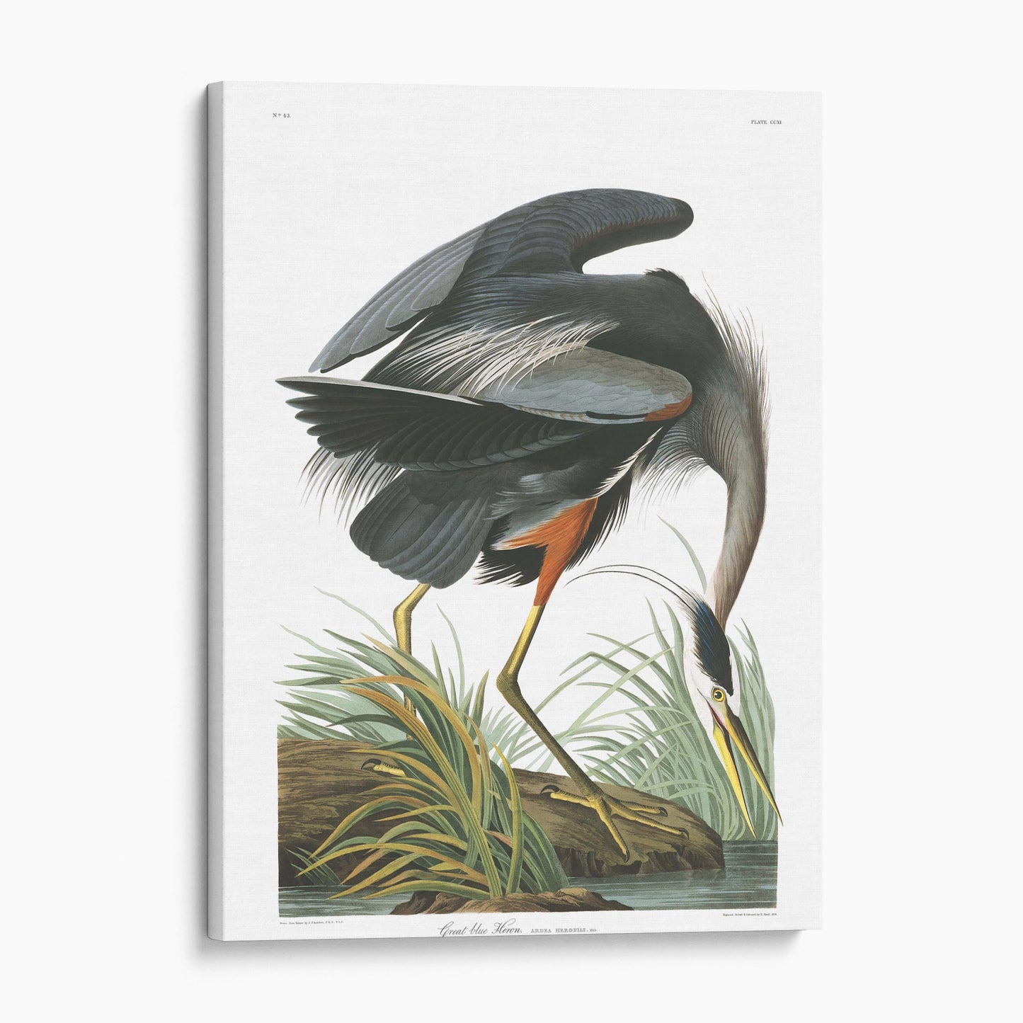 Great Blue Heron - Birds of America
