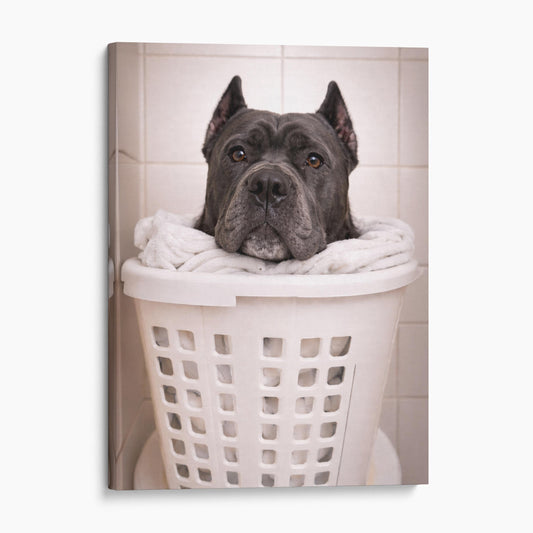 Cane Corso Dog Laundry