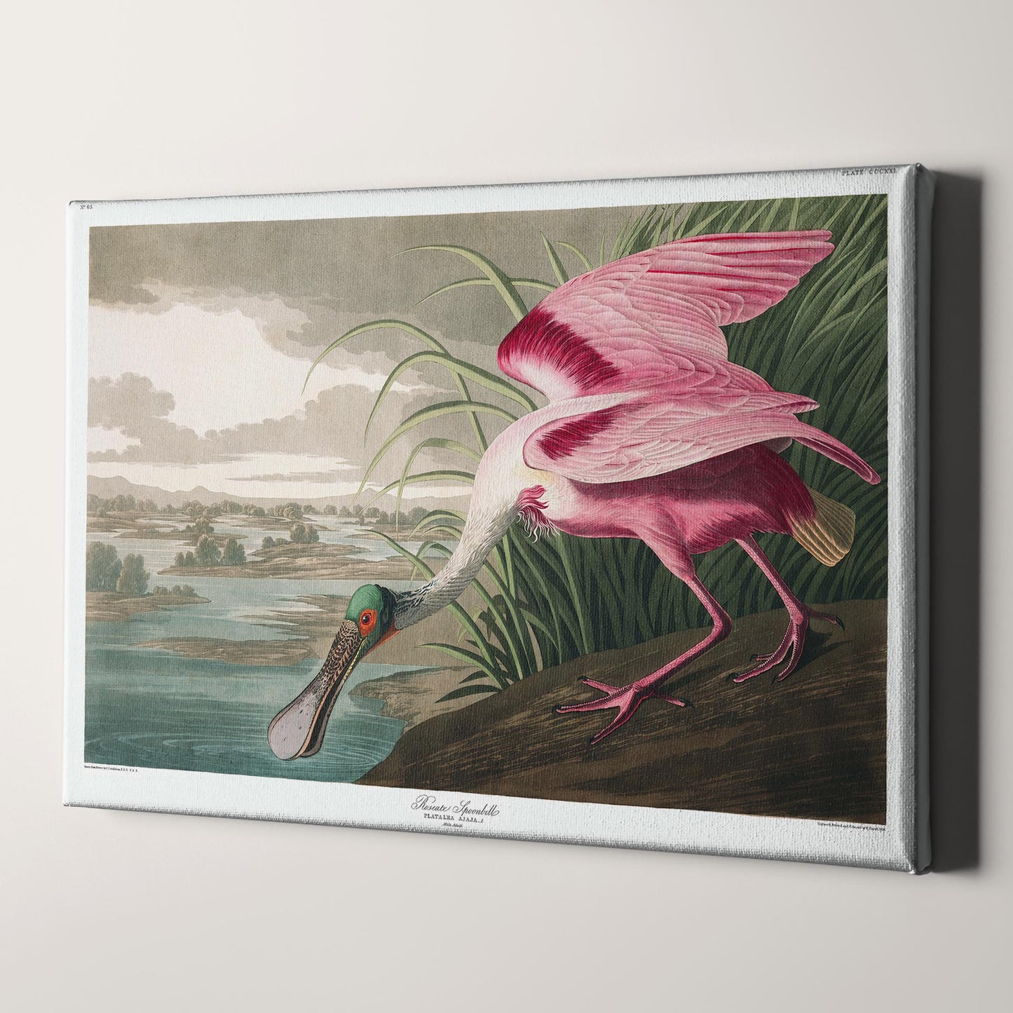 Roseate Spoonbill, Birds of America