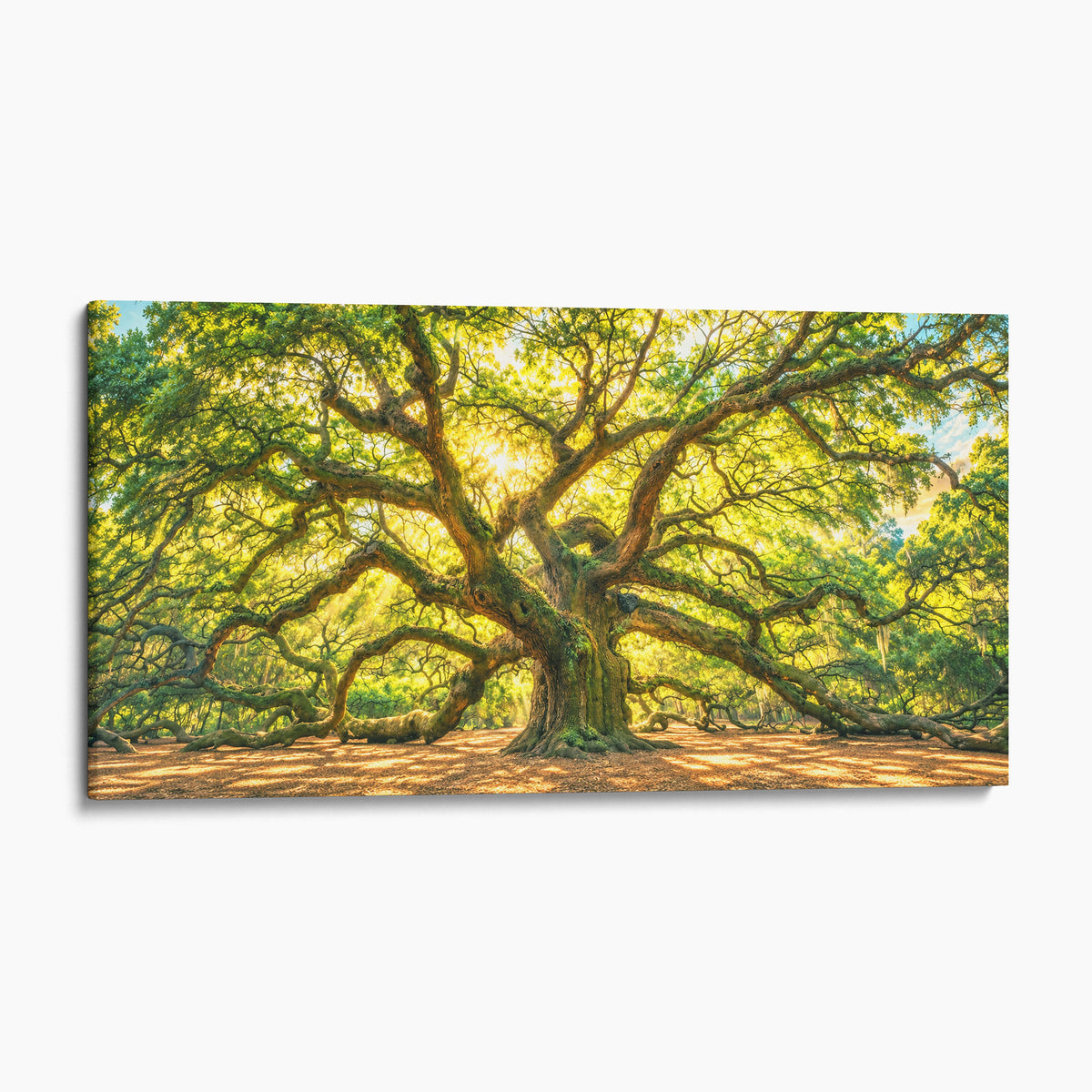 Angel Oak Tree, Charleston South Carolina