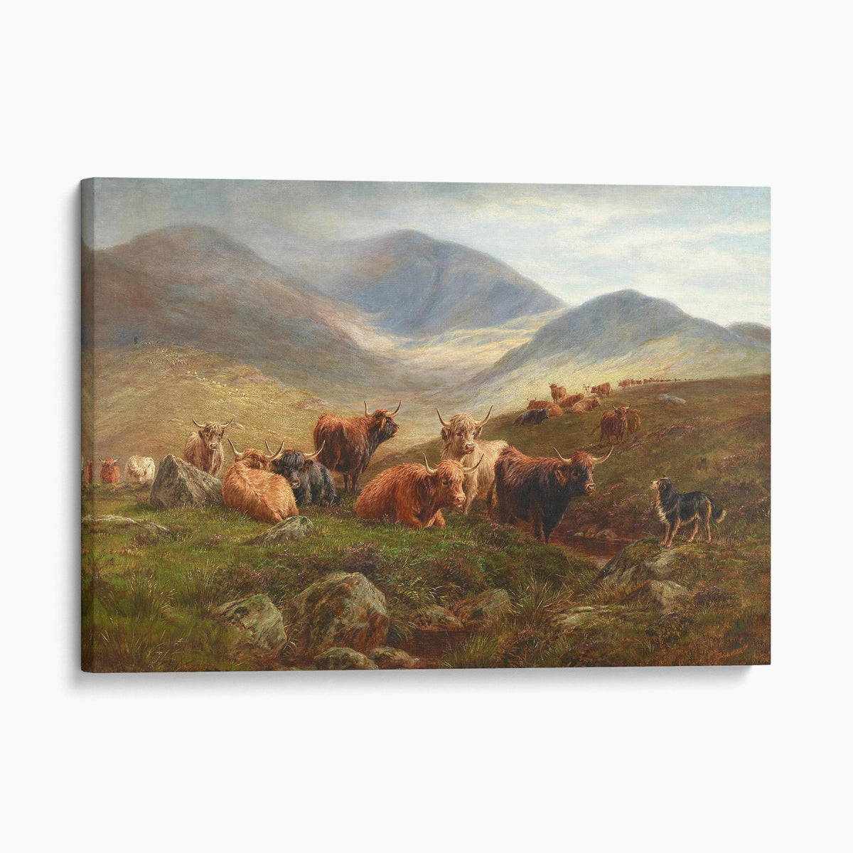 Highland Cattle, 1888 - John Falconer Slater