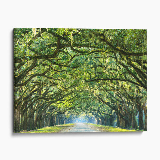 Savannah Georgia - Oak Tree Lined Road