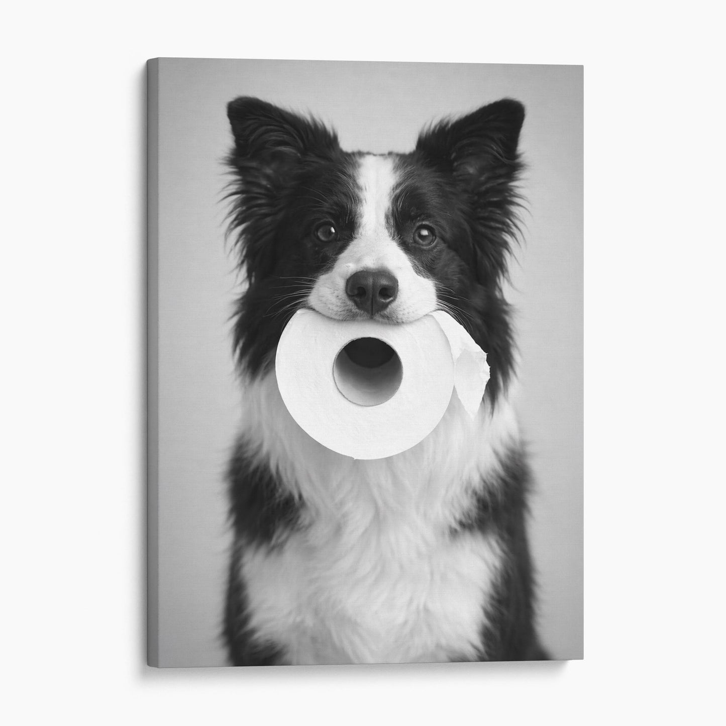 Border Collie Dog Toilet Paper