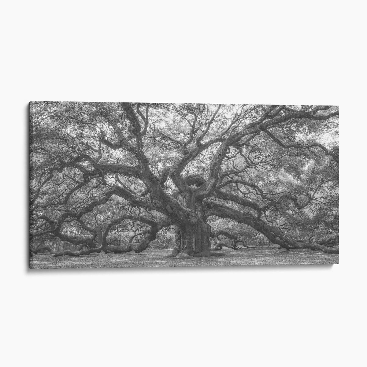 Angel Oak Tree Charleston