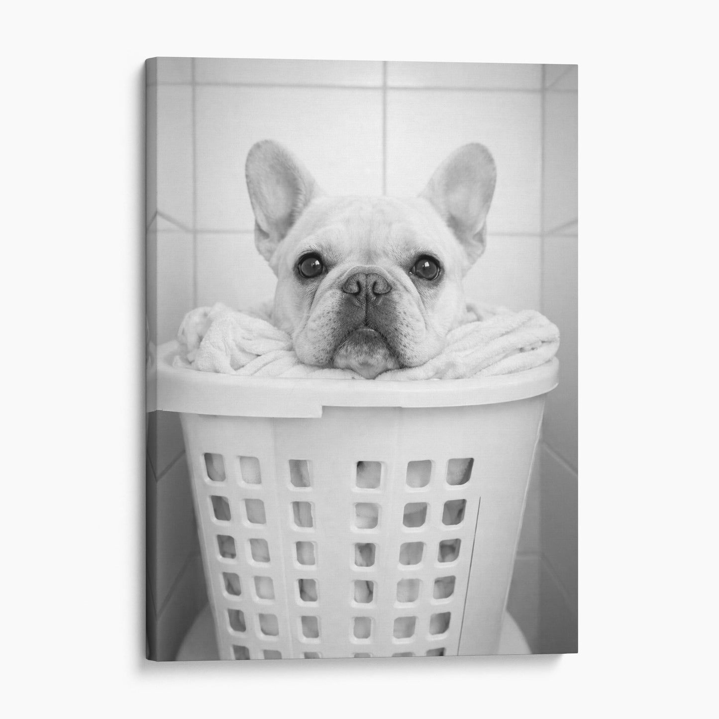 French Bulldog Laundry