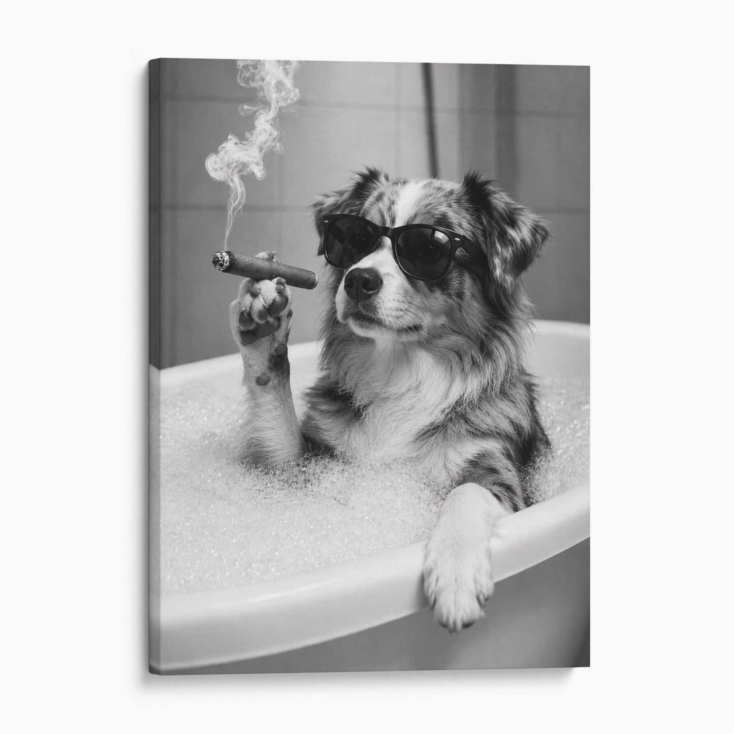 Miniature American Shepherd Dog Bathtub Cigar