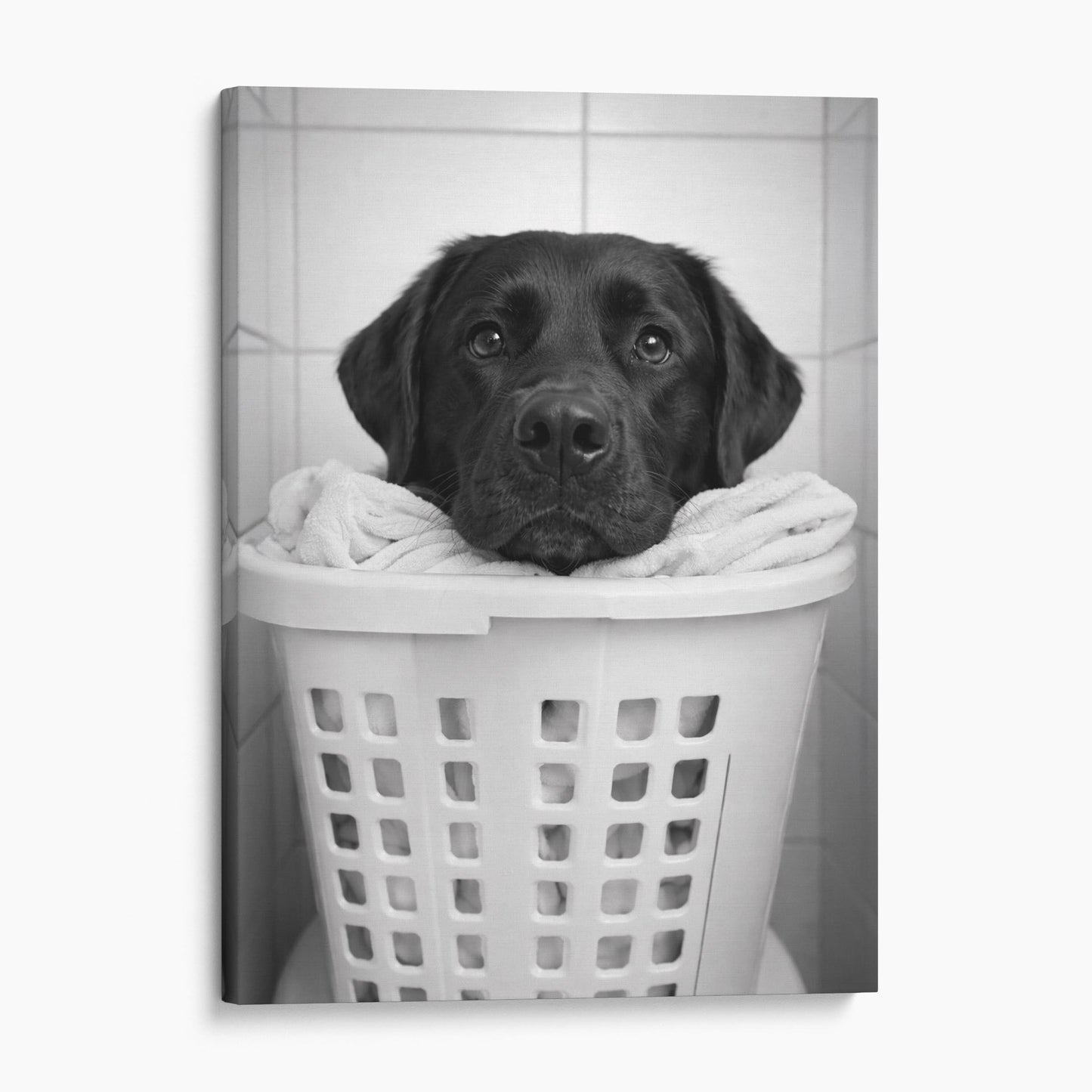 Black Labrador Dog Laundry