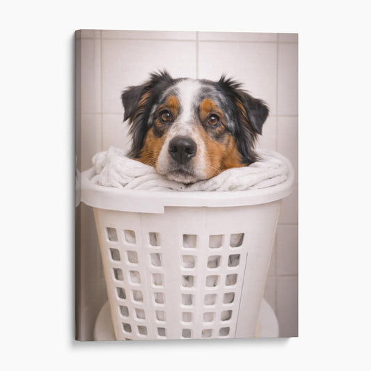 Australian Shepherd Dog Laundry