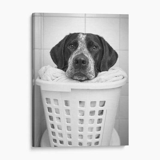 German Shorthaired Pointer Dog Laundry