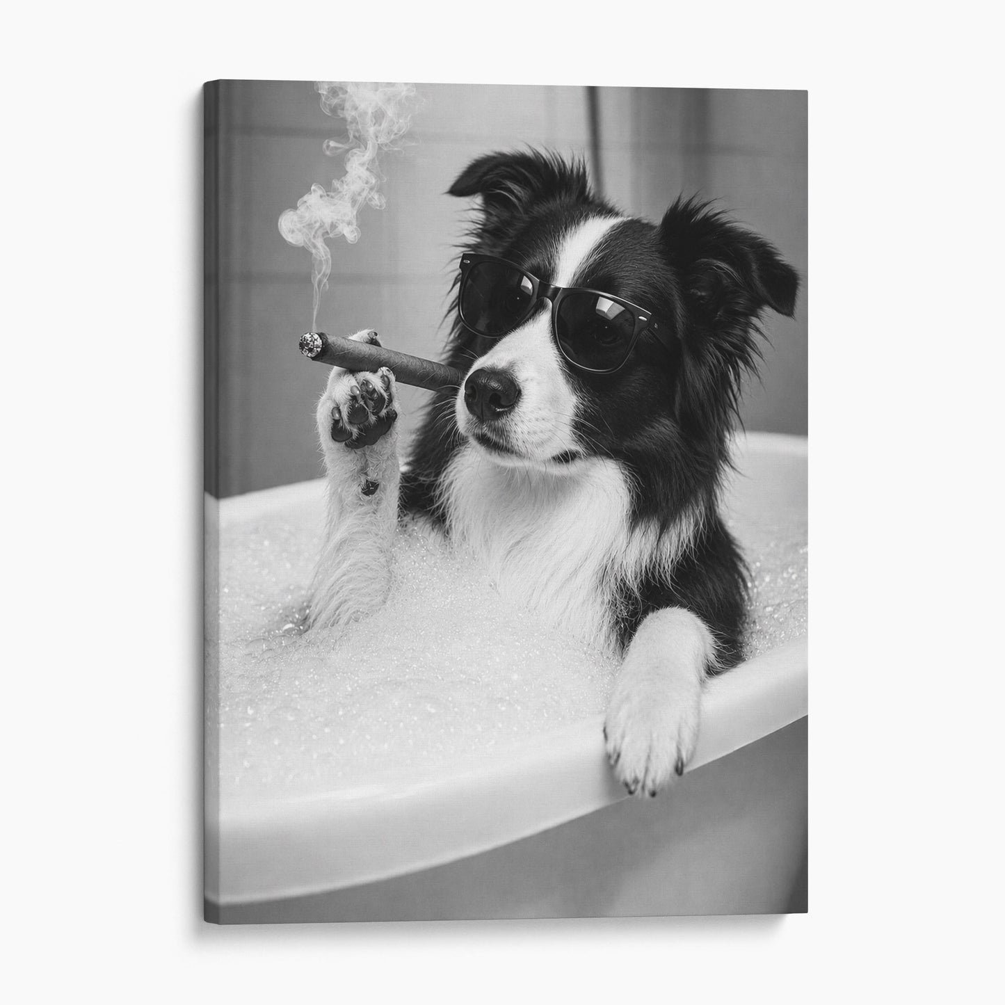 Border Collie Dog Bathtub Cigar