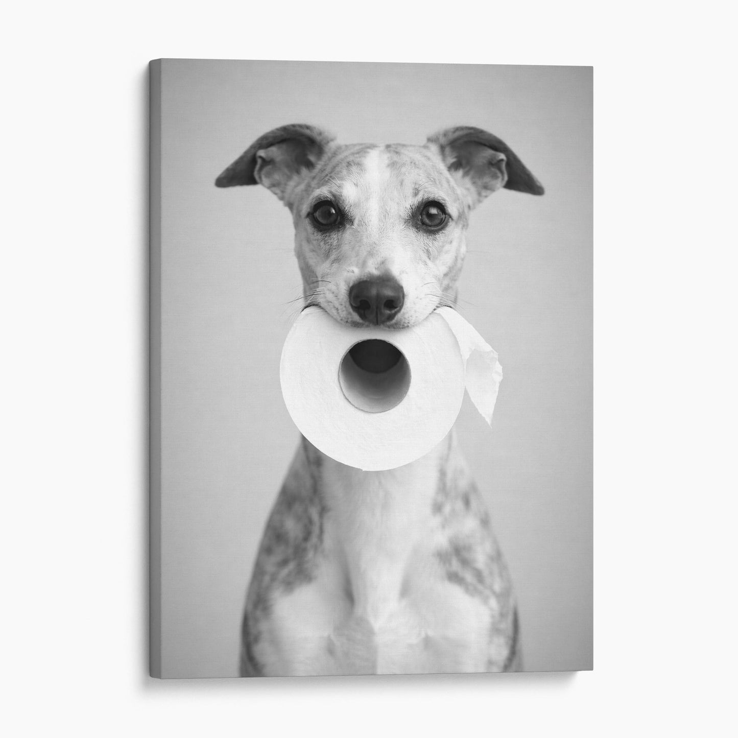 Whippet Dog Toilet Paper