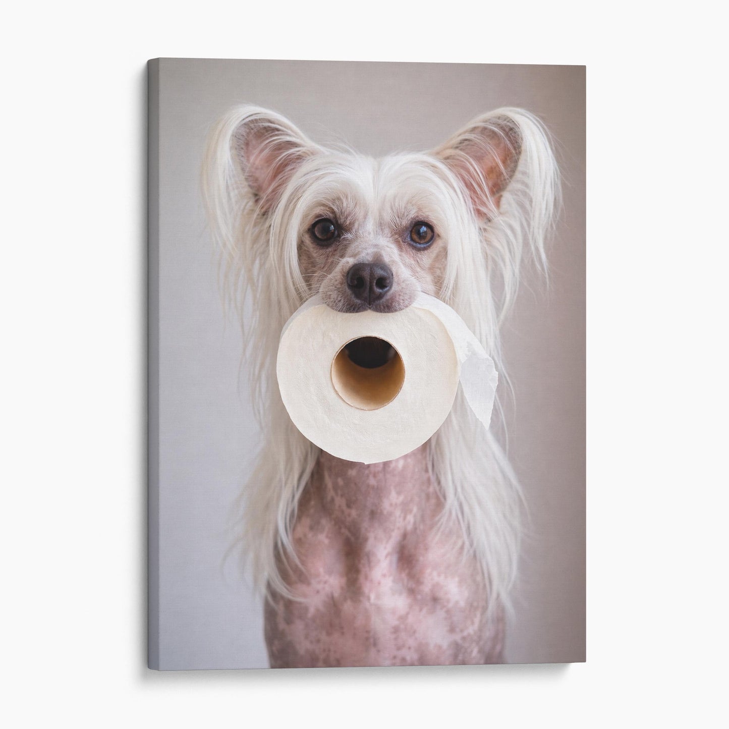 Chinese Crested Dog Toilet Paper
