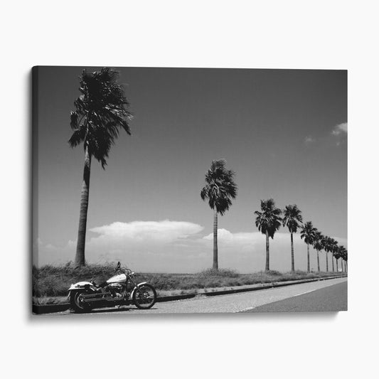 Harley Davidson Motorcycle By Beach & Palm Trees