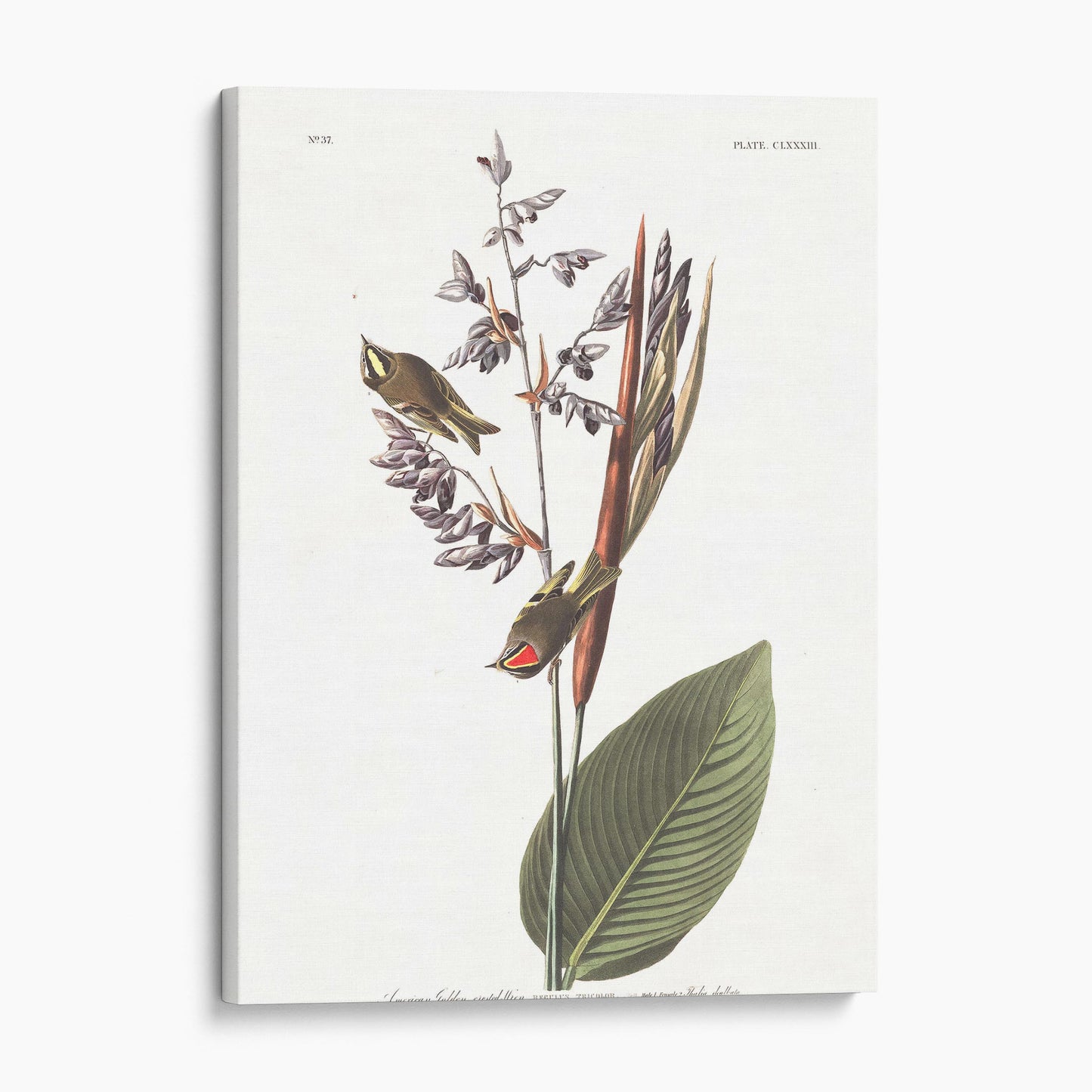 American Golden Crested Wren - John James Audubon, Birds of America