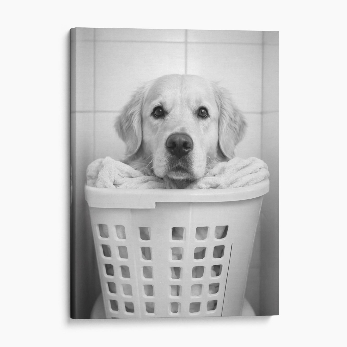 Golden Retriever Dog Laundry