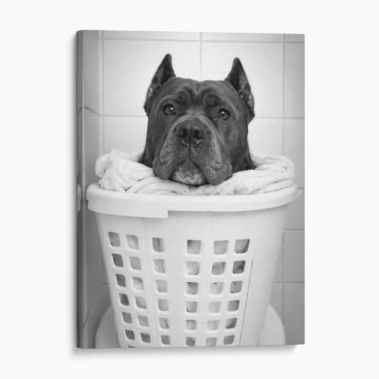 Cane Corso Dog Laundry