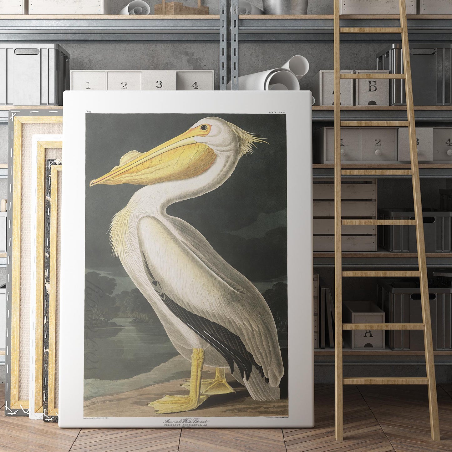 American White Pelican - John James Audubon, Birds of America