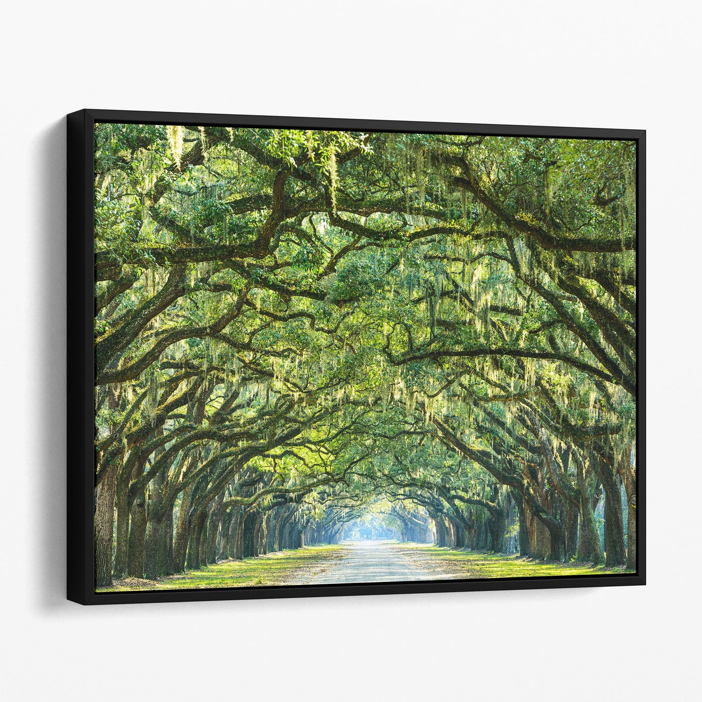 Savannah Georgia - Oak Tree Lined Road